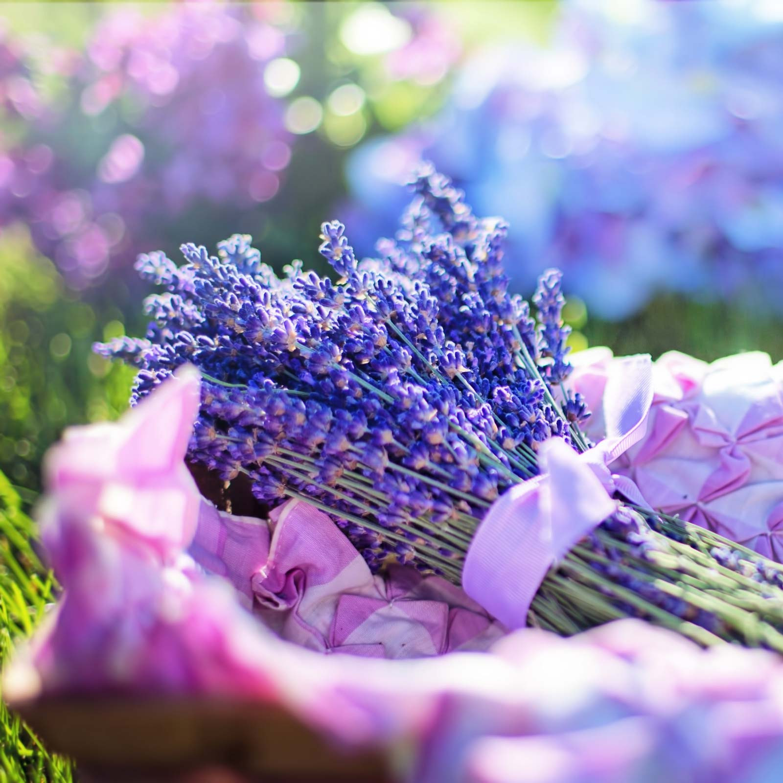 Gin Botanicals - Lavendelblüten